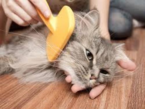 آگهی عجیب برای ماساژ حیوانات خانگی! +عکس