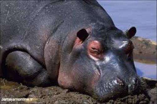  لاشه بیش از ۱۰۰ اسب آبی در نامیبیا