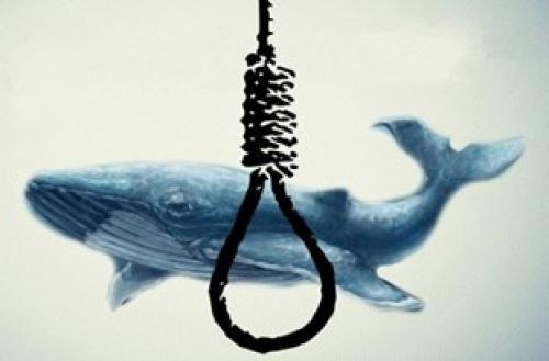 «نهنگ آبی» همچنان قربانی می‌گیرد؟