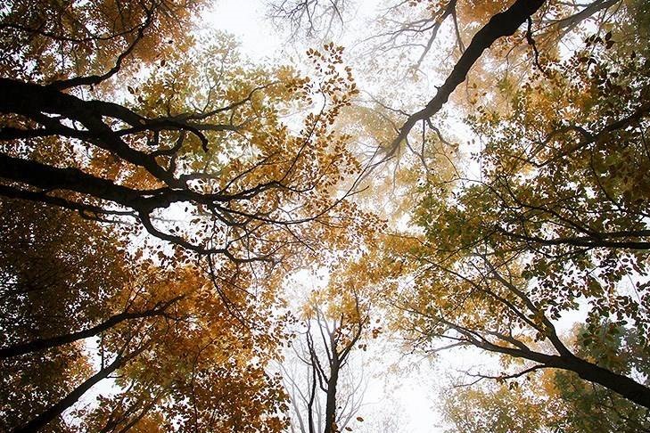 عکس/ طبیعت زیبای جنگل دشت شاد