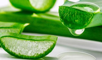 خواص گیاه دارویی آلوئه ورا