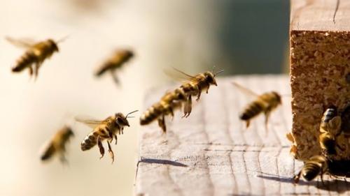  بررسی محققان دانشگاه کوئینزلند