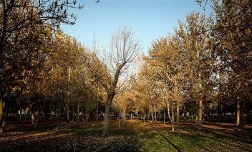 عکس/ پاییز در مشهد 