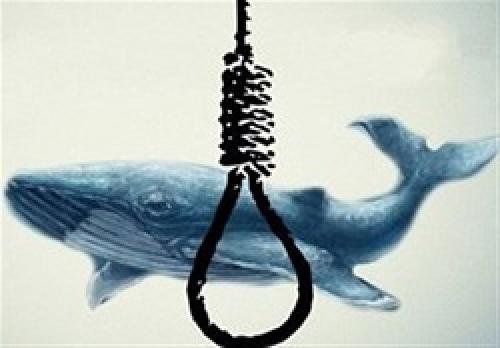 قربانی نهنگ آبی در الجزایر