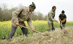 زنگ خطر صنعت برنج و شالیکاری ایران