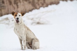 عکس/کرمان سفیدپوش شد