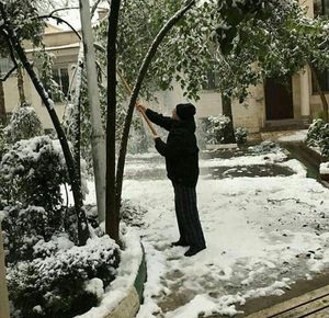 قالیباف دوباره شهردار می‌شود!؟ 