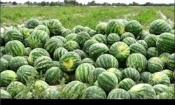  تریاک زیر بار میوه و تره‌بار در یک کامیون