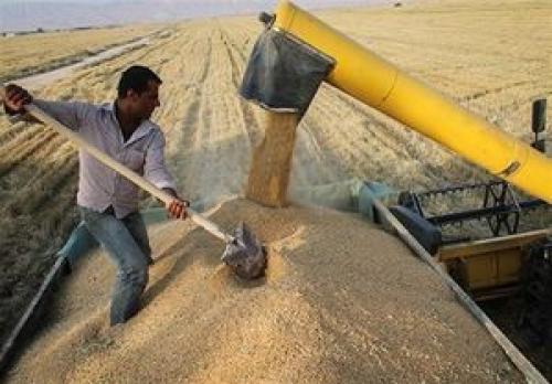 بهانه جدید واردکنندگان برای واردات گندم