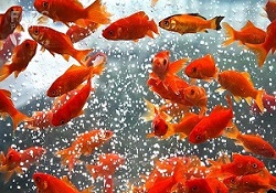  برای سال نو ماهی قرمز بخریم یا نخریم؟ 