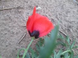  اینفوگرافی/ مادران چند شهیدی در جنگ